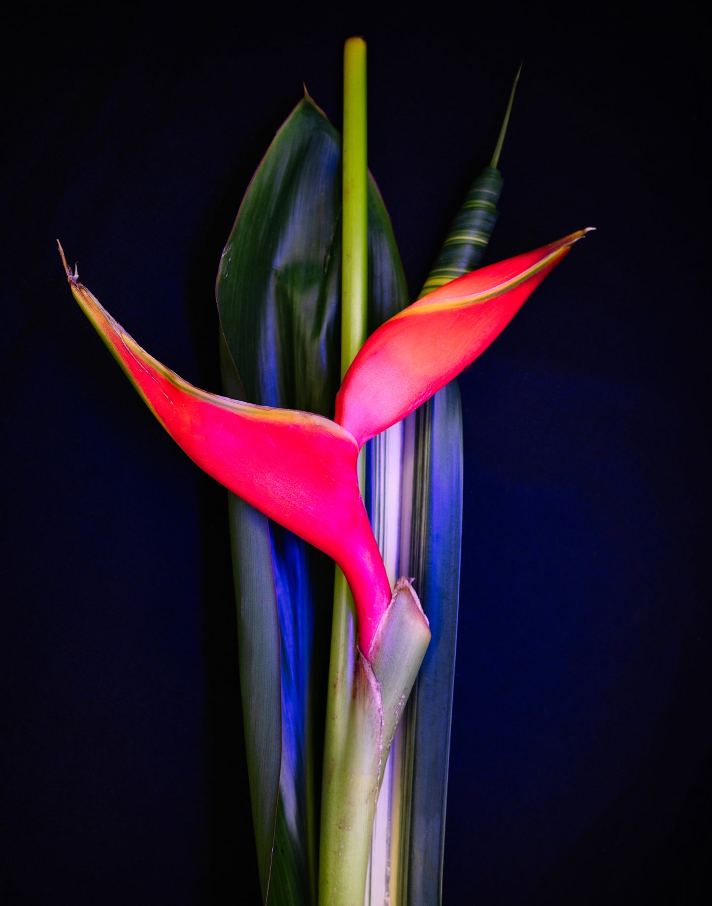 Tropic Night - 11x14 Metal Print